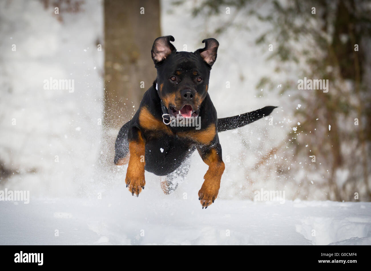 Cane di azione Foto Stock