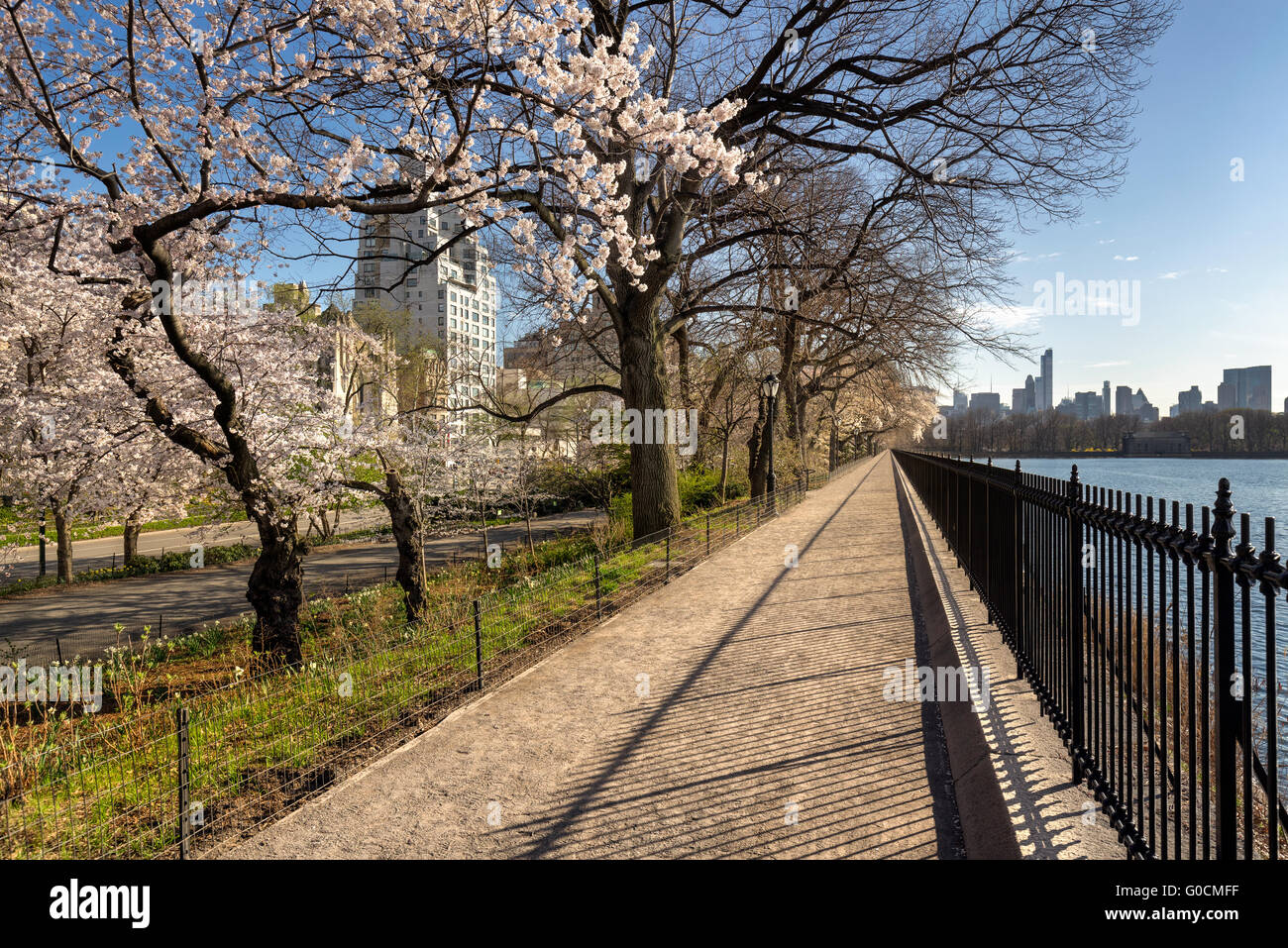 Primavera a Central Park sulla Shuman via di corsa con Yoshino ciliegi in fiore. Upper East Side di Manhattan, New York City Foto Stock