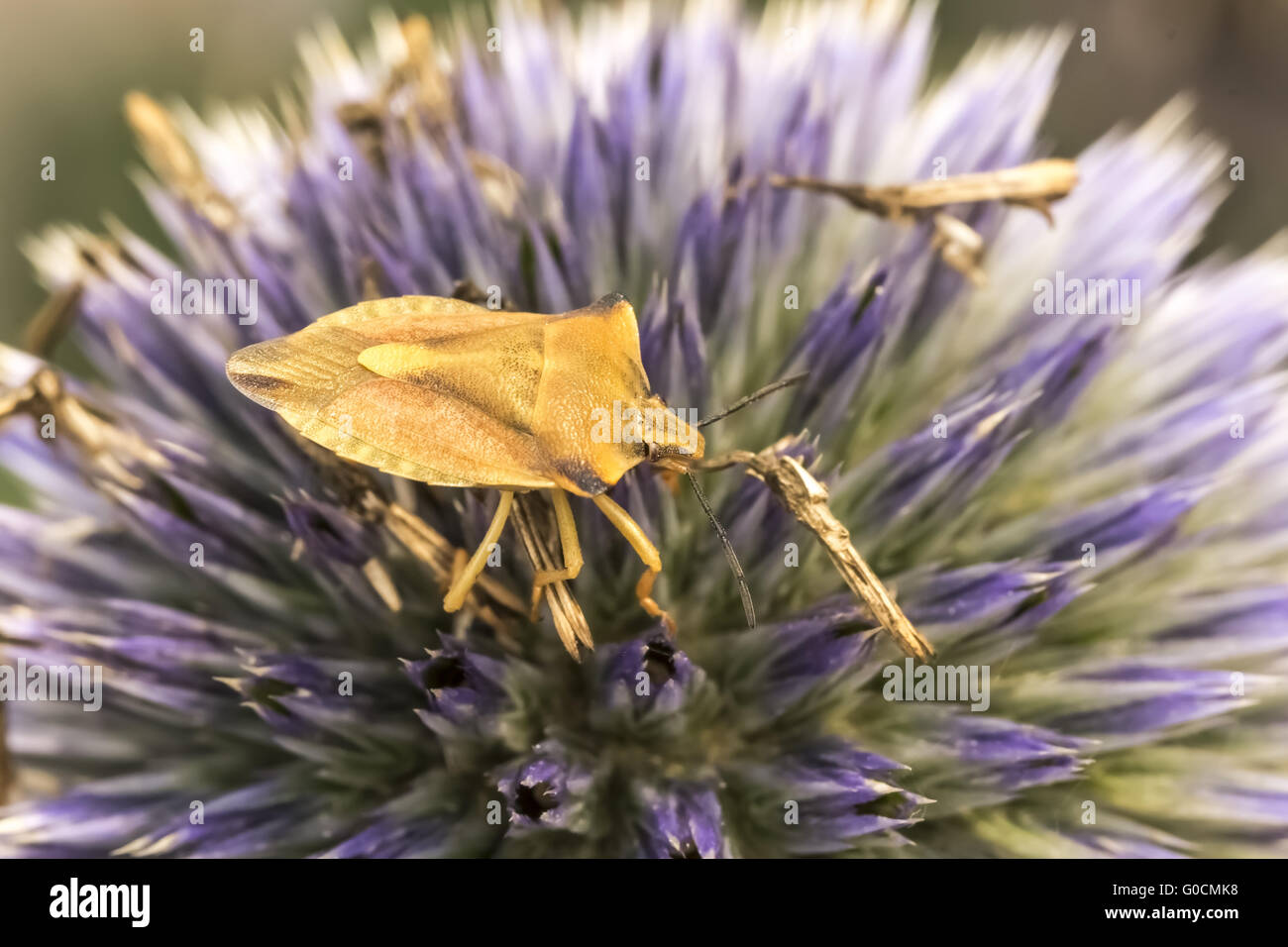 Carpocoris fuscispinus, scudo bug su un blosson Foto Stock
