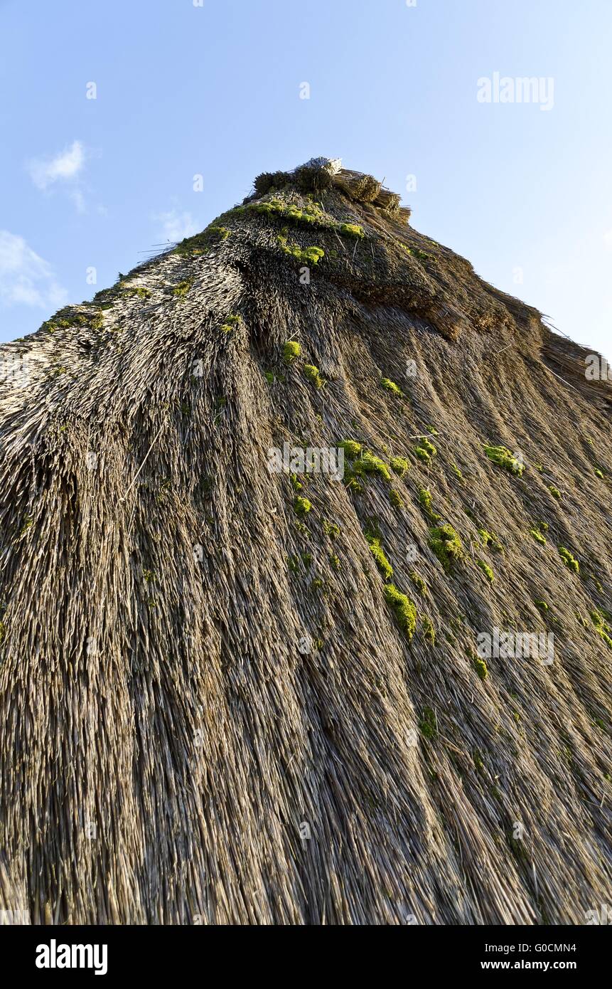 Moss cresciuto con tetto di paglia di un vino premere house Foto Stock