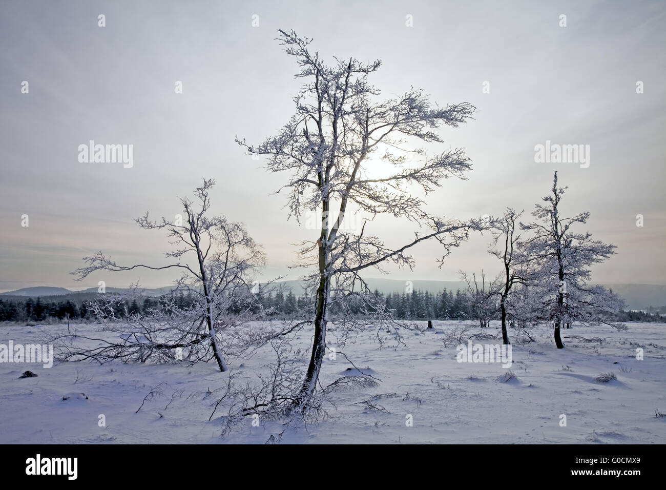 Paesaggio Innevato di Kahler Asten mountain, Germania Foto Stock