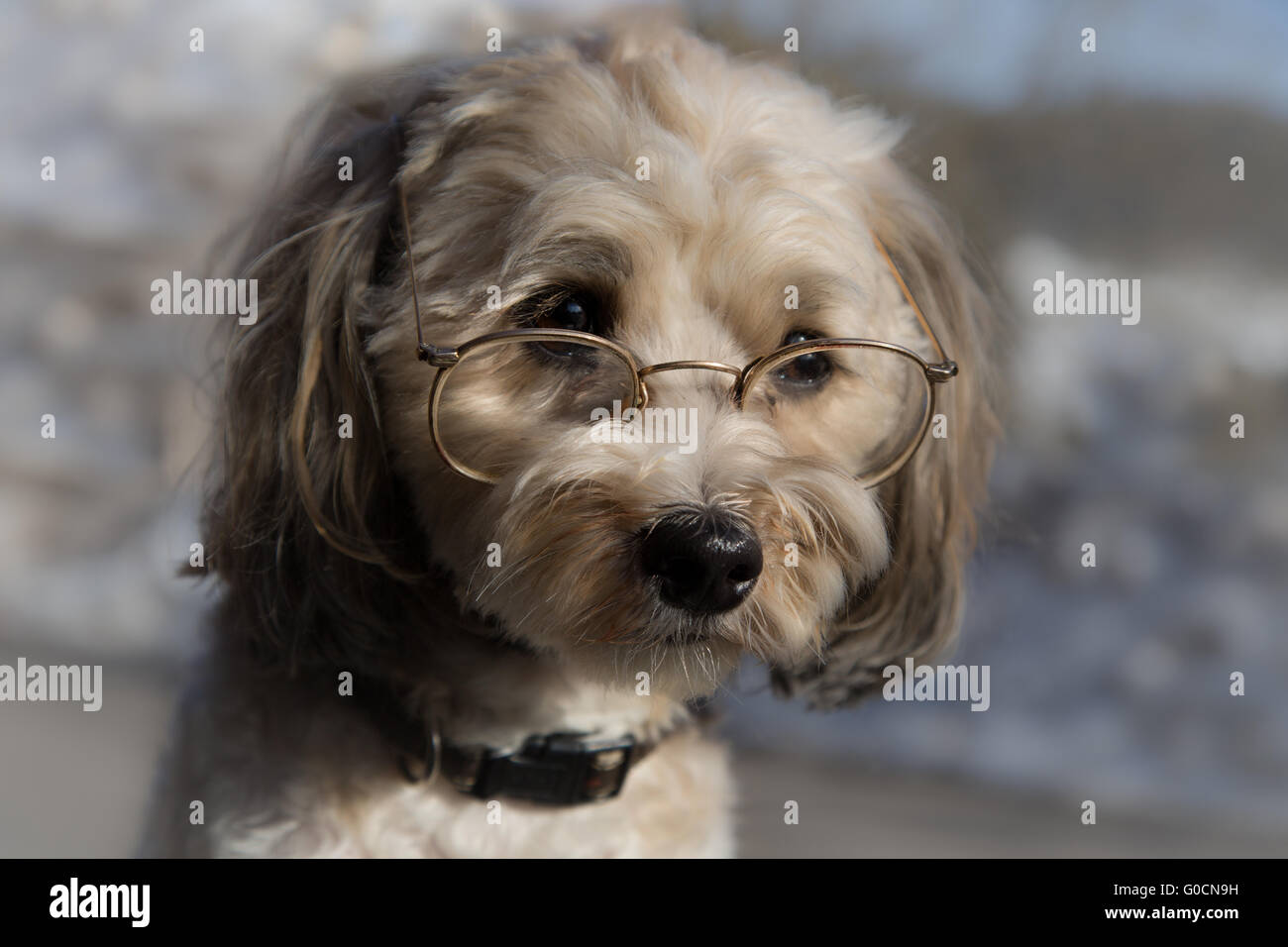 Cane intelligente Foto Stock