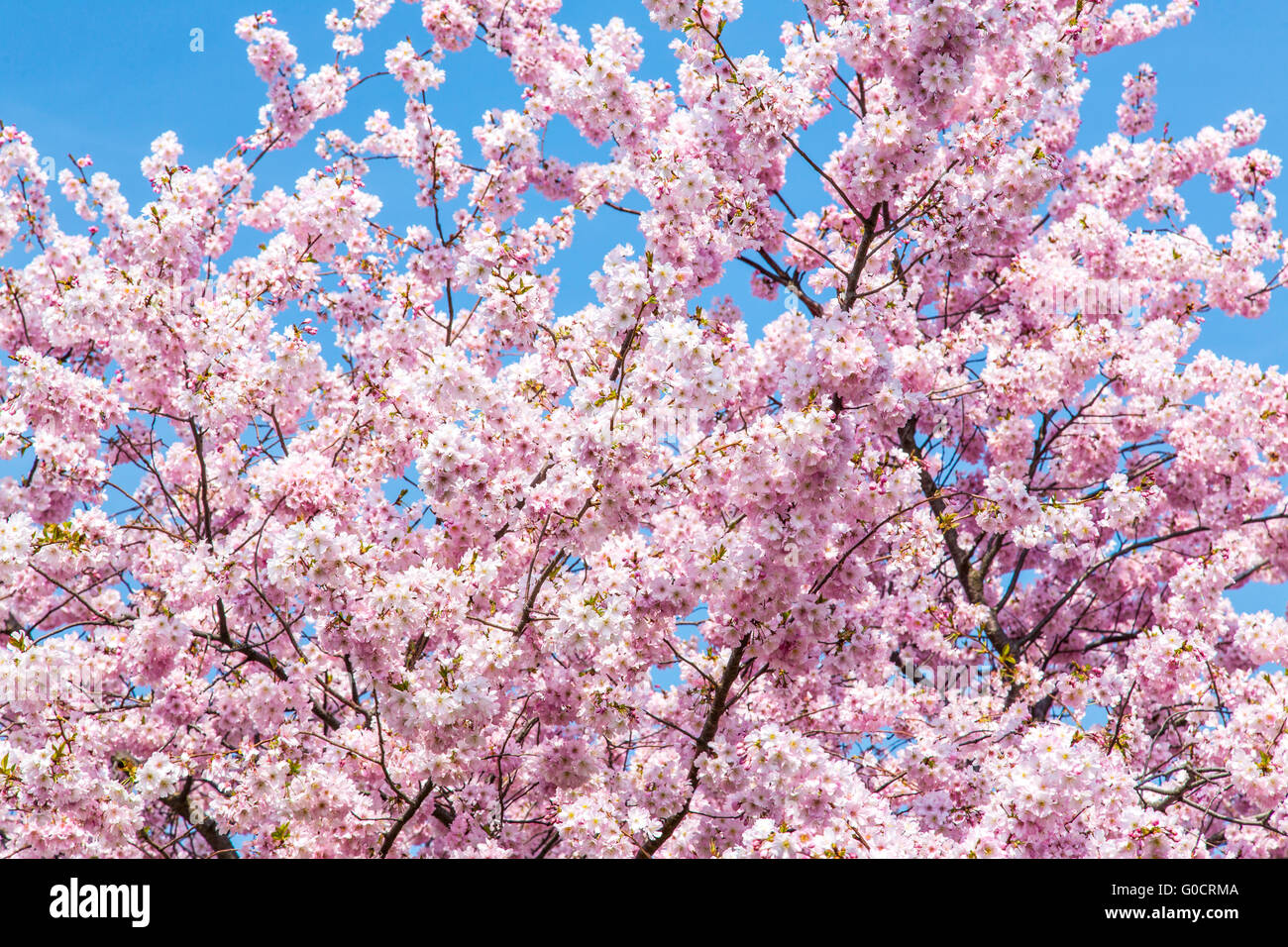 Fioritura Ciliegio ornamentale, Giapponese Fioritura di ciliegio, Prunus serrulata, fiori di colore rosa, molla Foto Stock