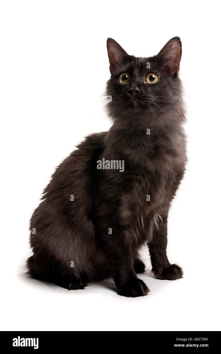 Bellissimo gatto nero con gli occhi gialli studio su sfondo bianco Foto Stock