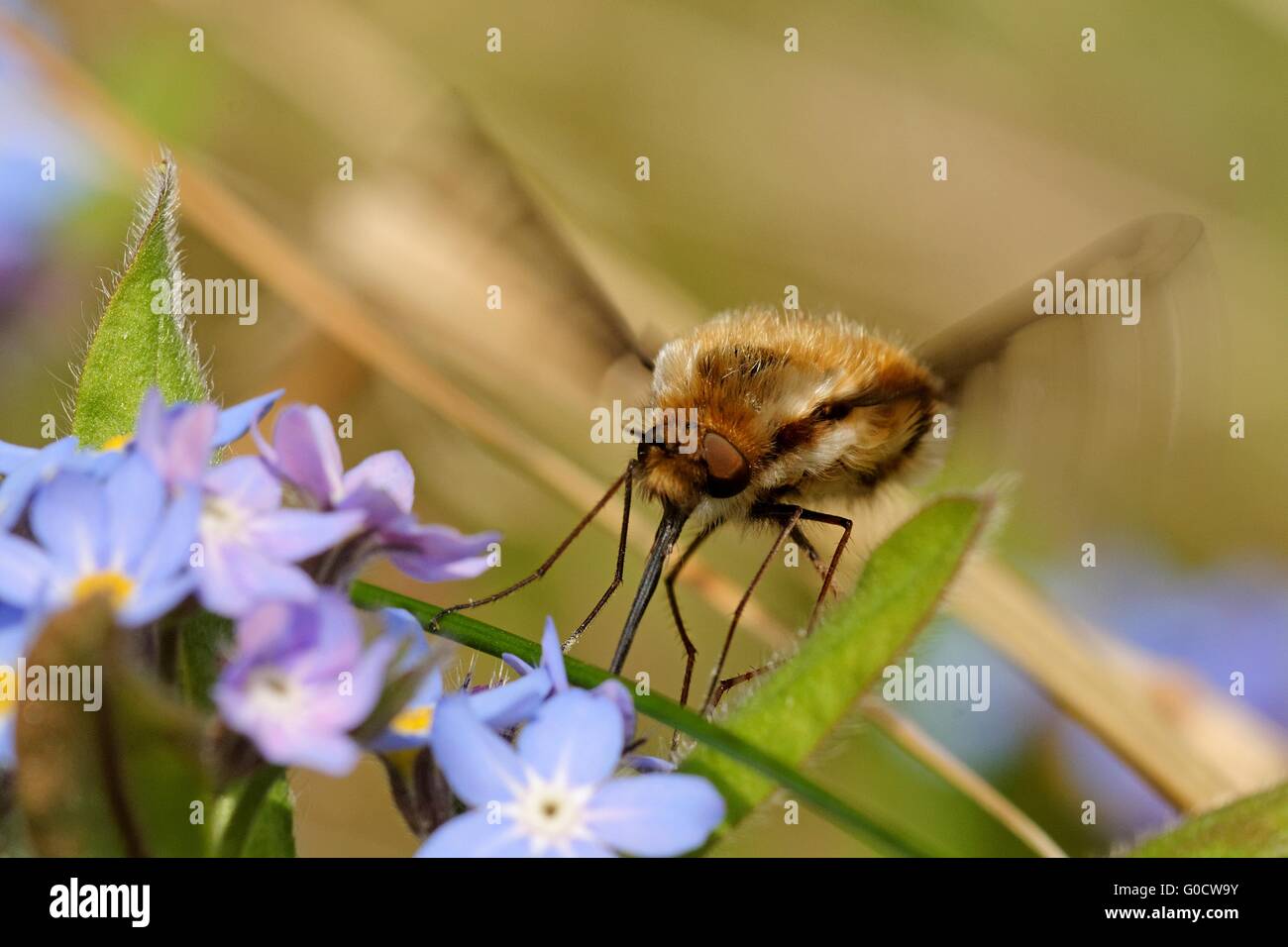 Bombylius principali Foto Stock