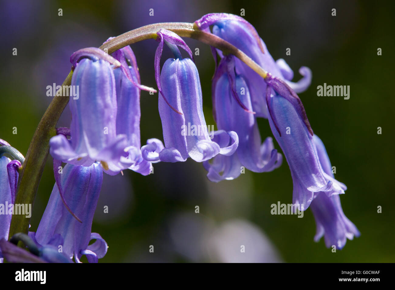 La perfetta fioritura Bluebells. Macro Foto Stock