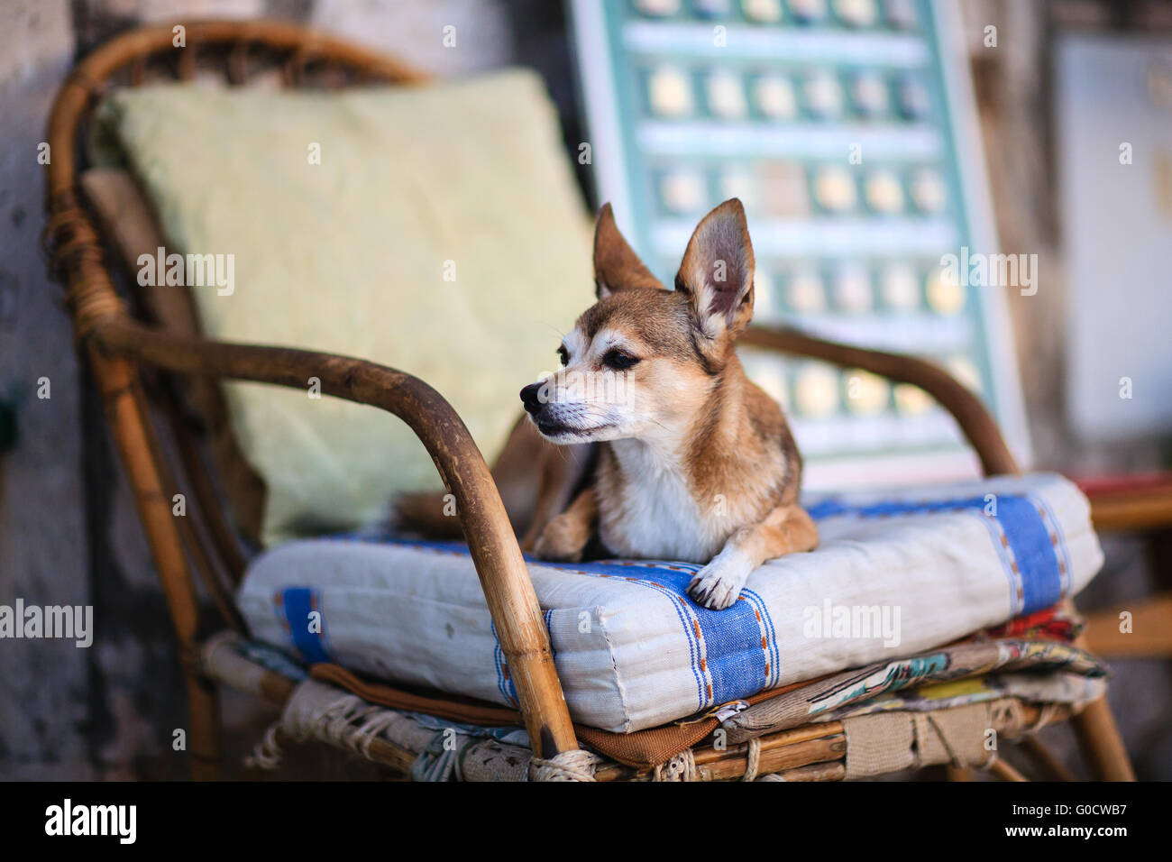 Bella bianco cane marrone close up giacente su una sedia di legno in attesa per il proprietario Foto Stock