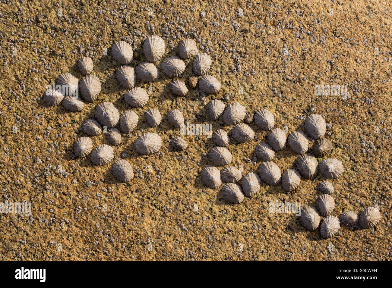 Patelle e cirripedi sulla roccia; Cornovaglia; Regno Unito Foto Stock