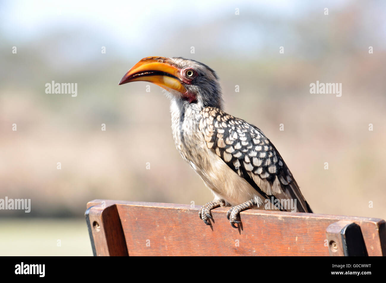 Southern Yellowbilled Hornbill Foto Stock