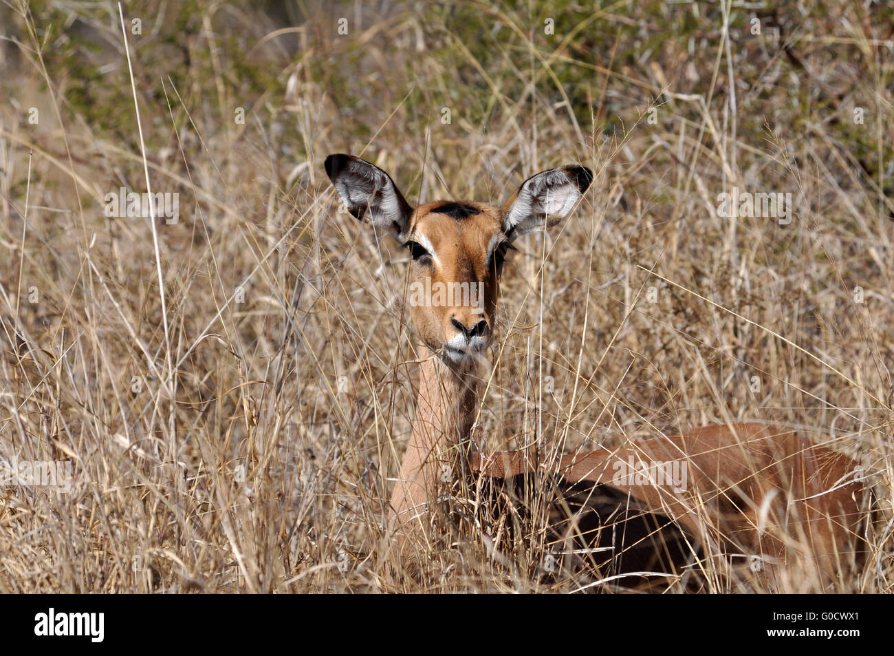 Femmina di antilope Impala Foto Stock