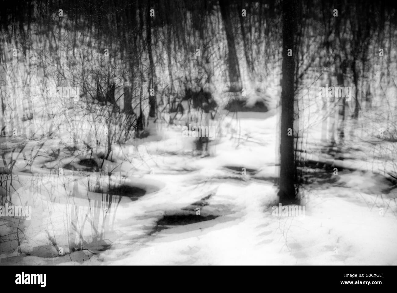 Foresta di inverno Foto Stock