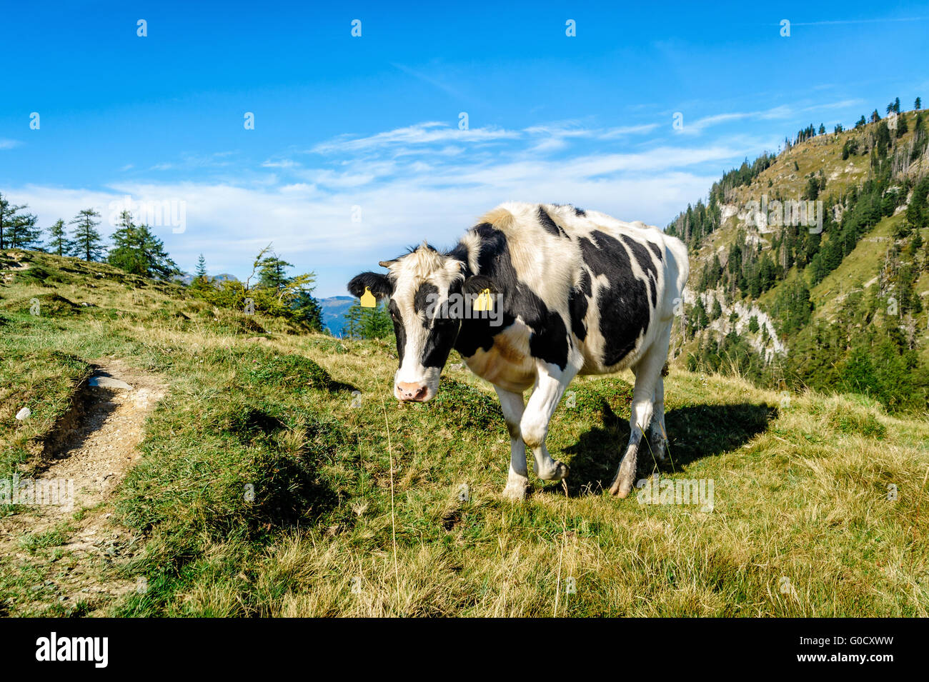 Nero mucca a chiazze nelle alpi Foto Stock