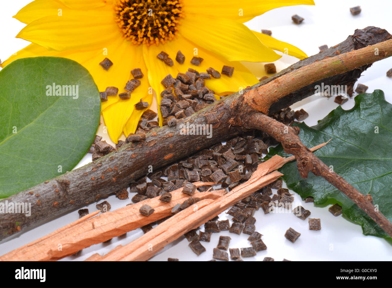 Biopolimero con foglia e fiore Foto Stock