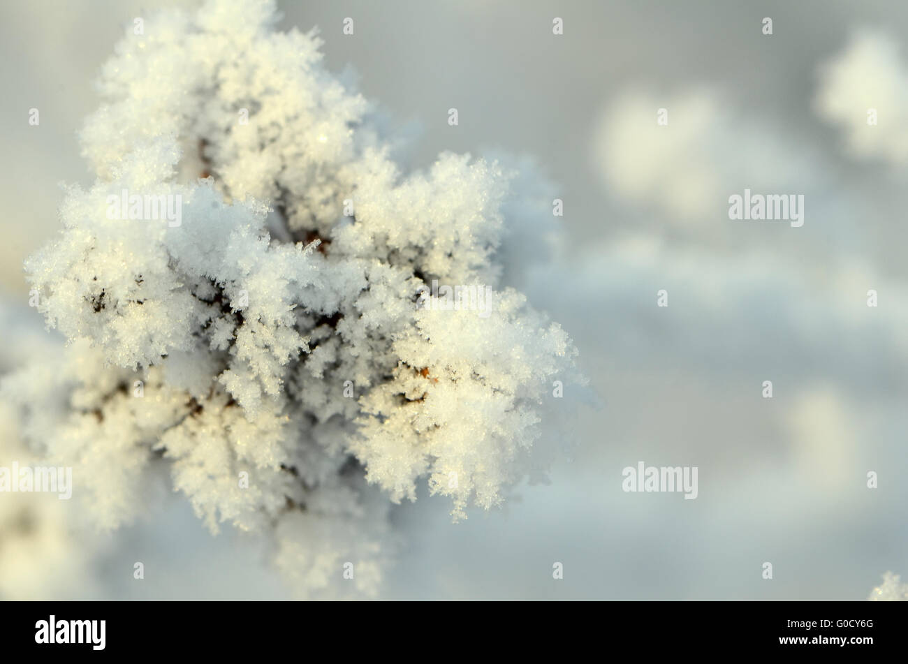 Abstract congelati a rami di alberi e piante in inverno la neve Foto Stock