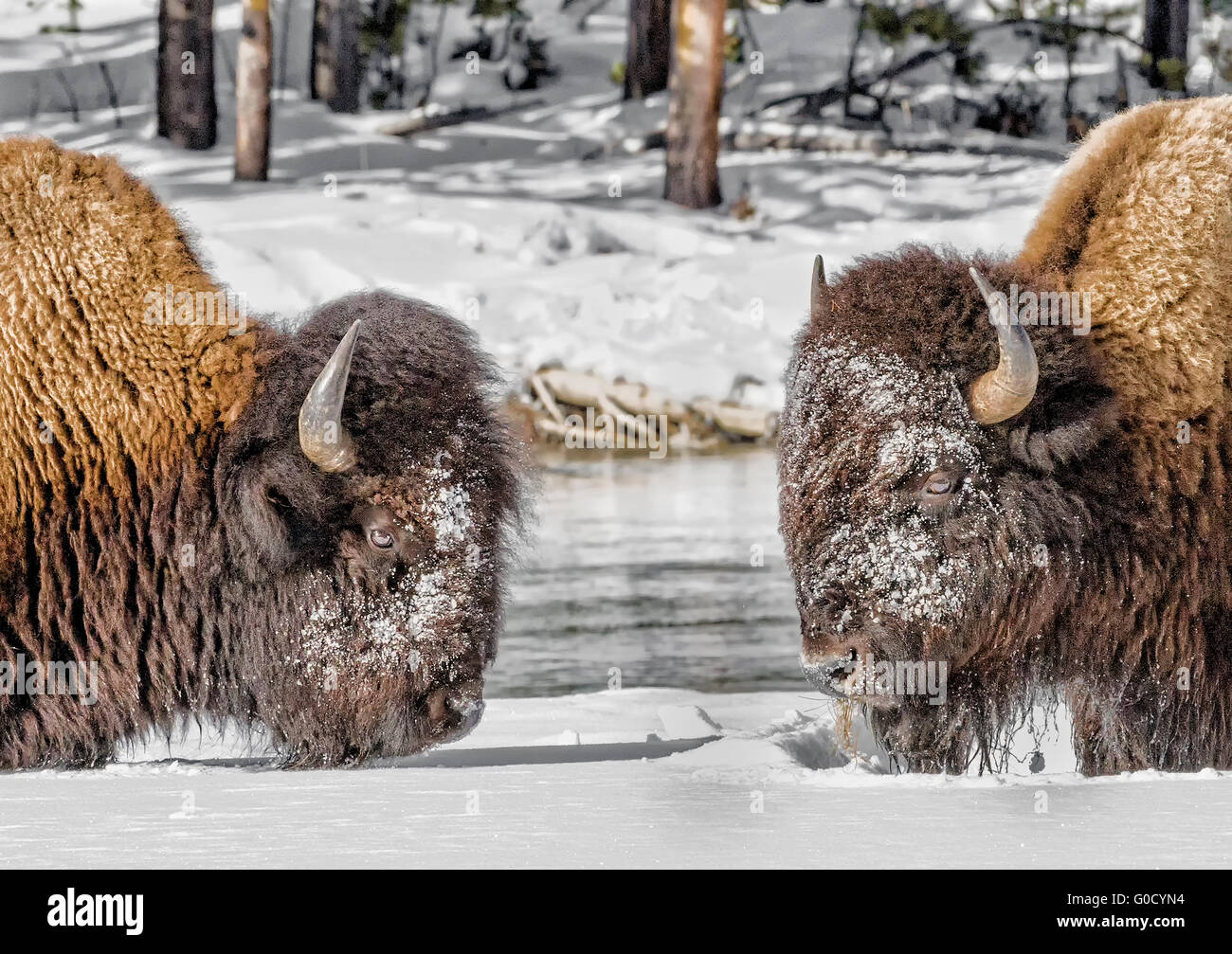 Due bison testa a testa nella neve Foto Stock Due bison testa a testa nella neve Foto Stock