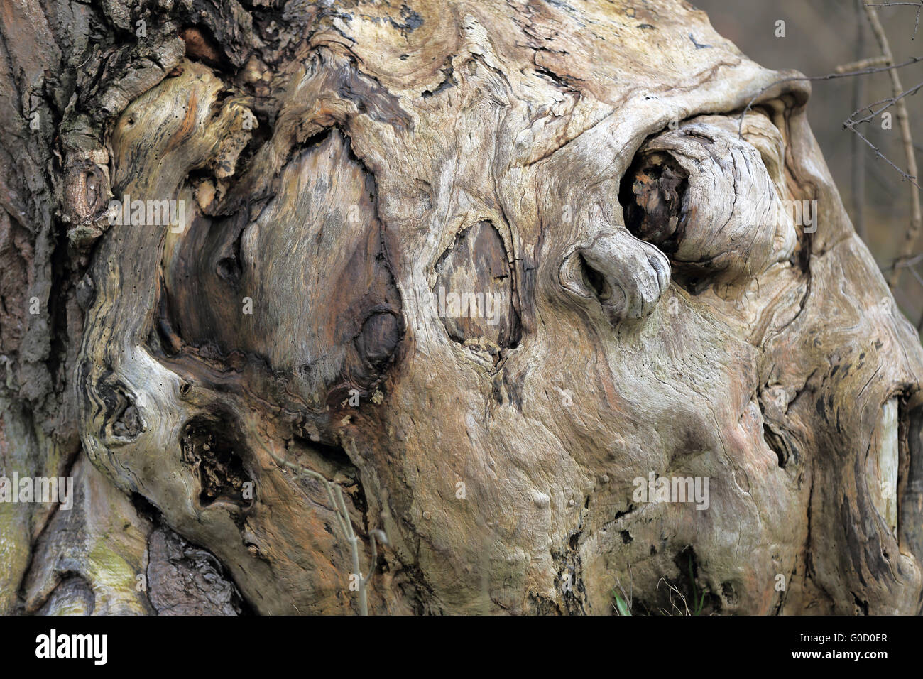 Tree simulando un mistico humanlike faccia in legno Foto Stock