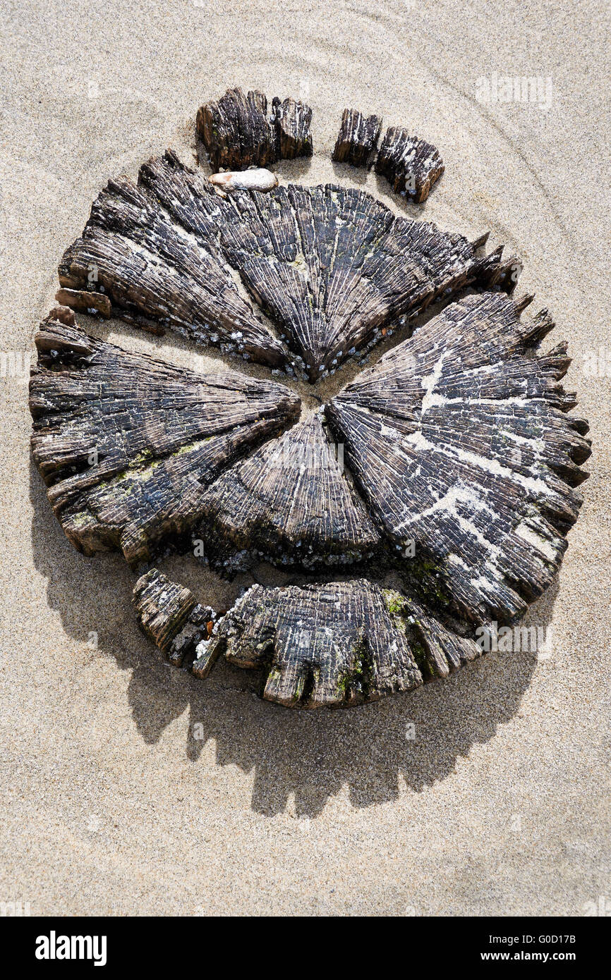 Polo di un inguine a Westkapelle Beach, Zeeland, il Foto Stock