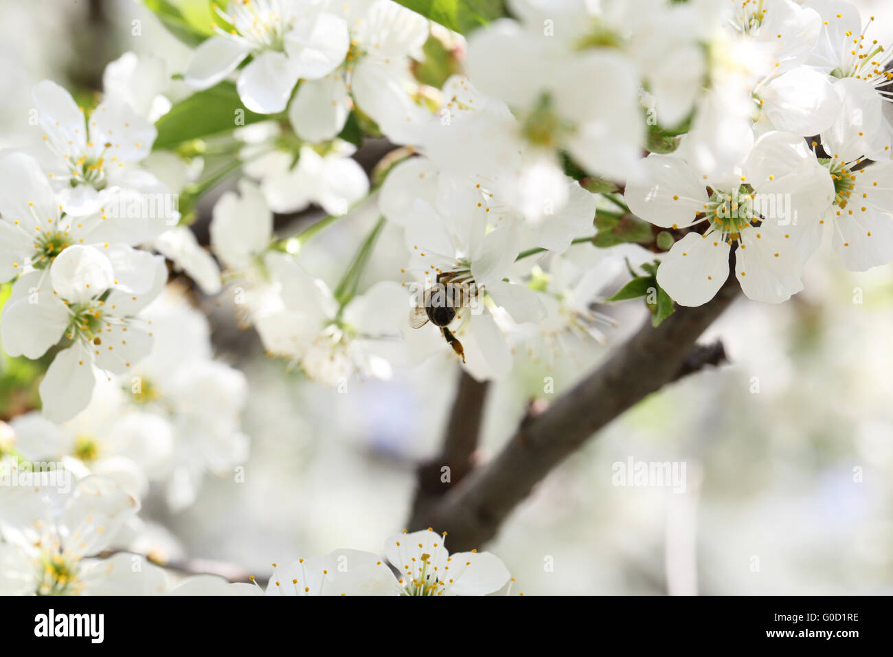 ciliegio in fiore Foto Stock
