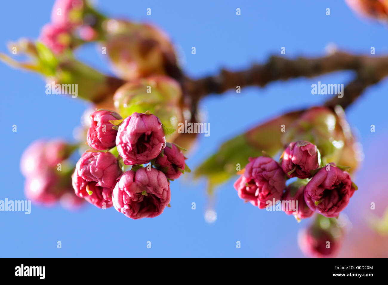 Fiore rosa su una struttura a molla Foto Stock