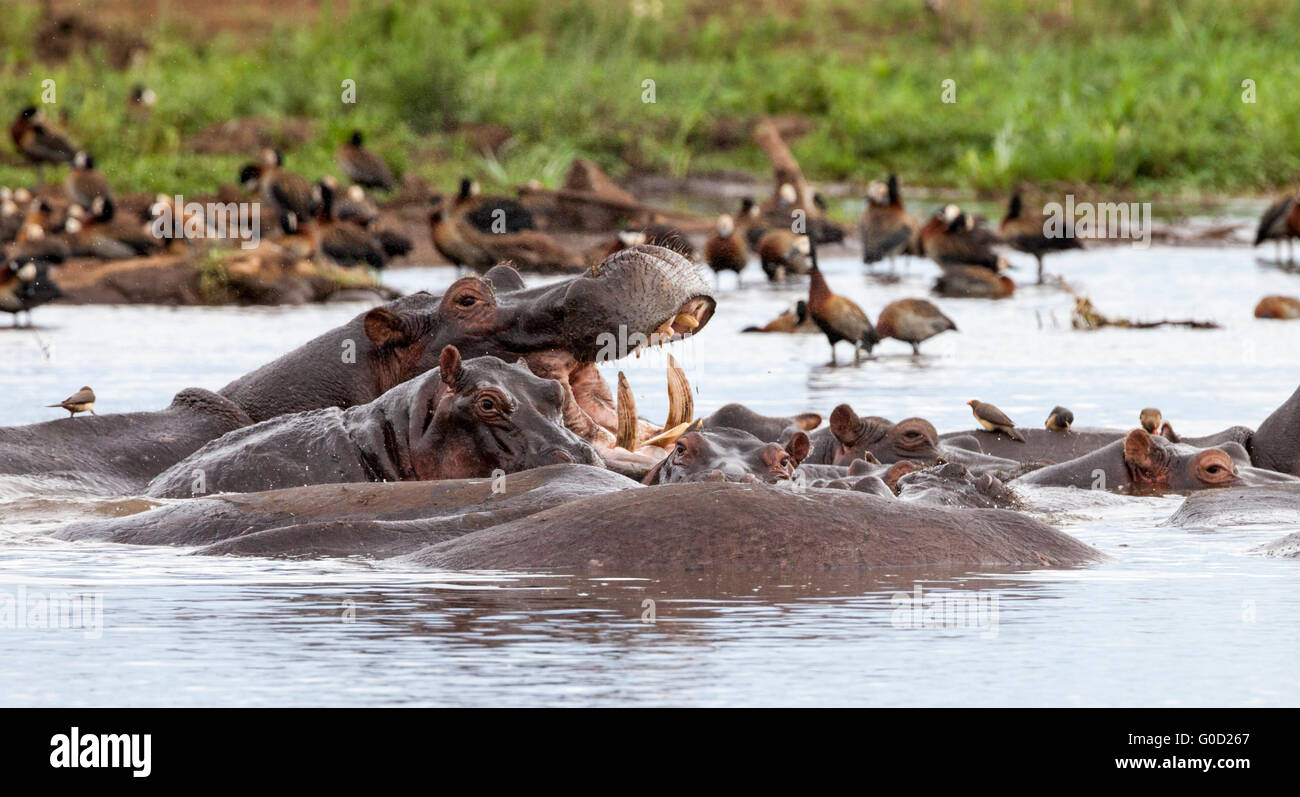 Gruppo (gonfiori addominali) di ippopotami in uno stagno al Lake Manyara National Park, Tanzania Africa orientale Foto Stock