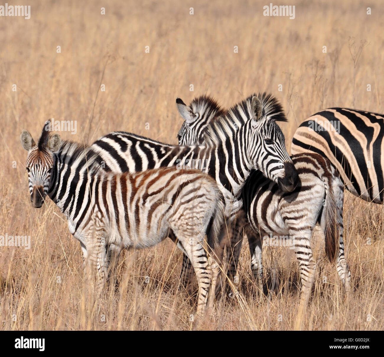 La Burchell Zebra in Africa Foto Stock