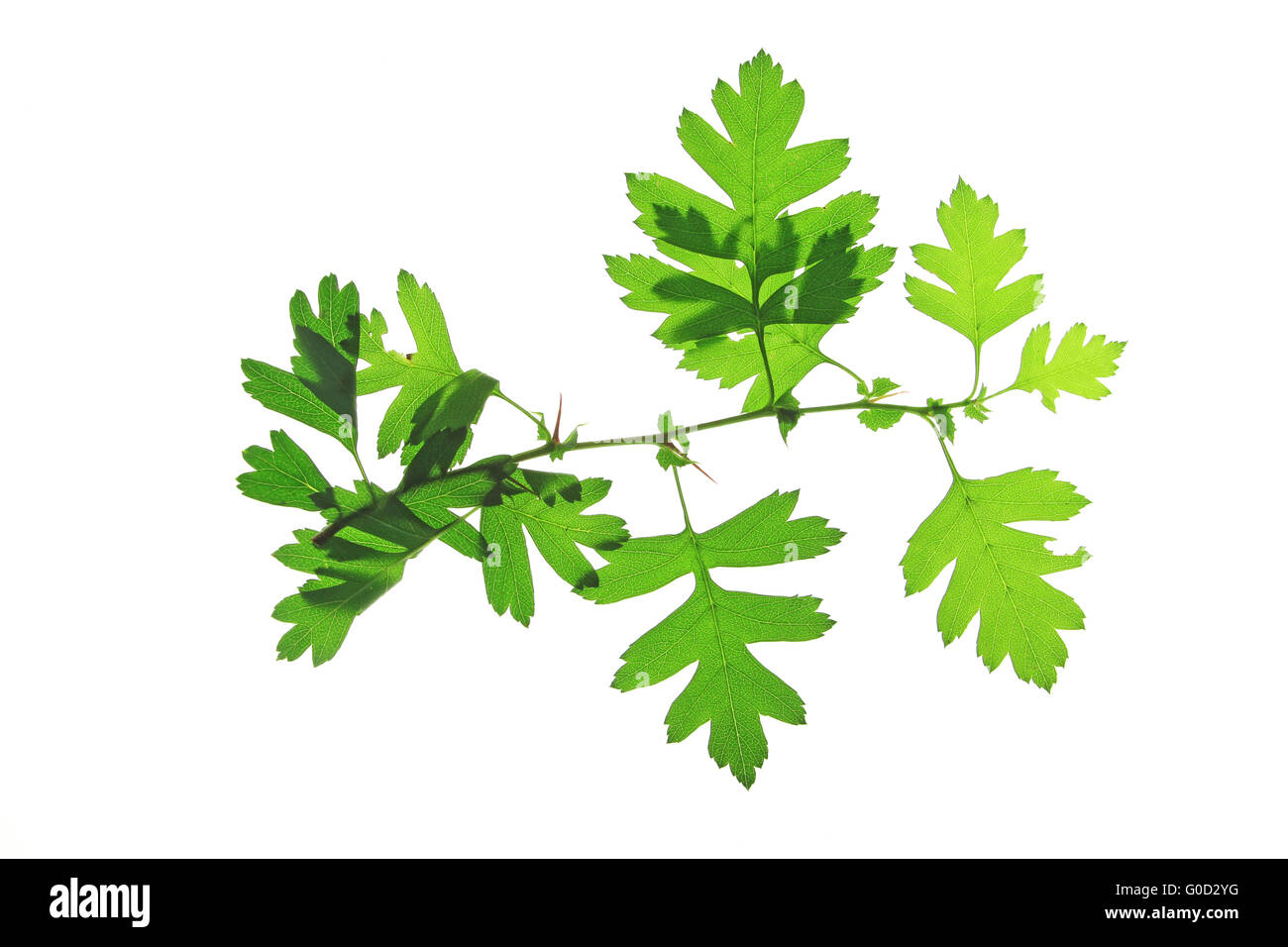 Foglie di biancospino (Crataegus) Foto Stock