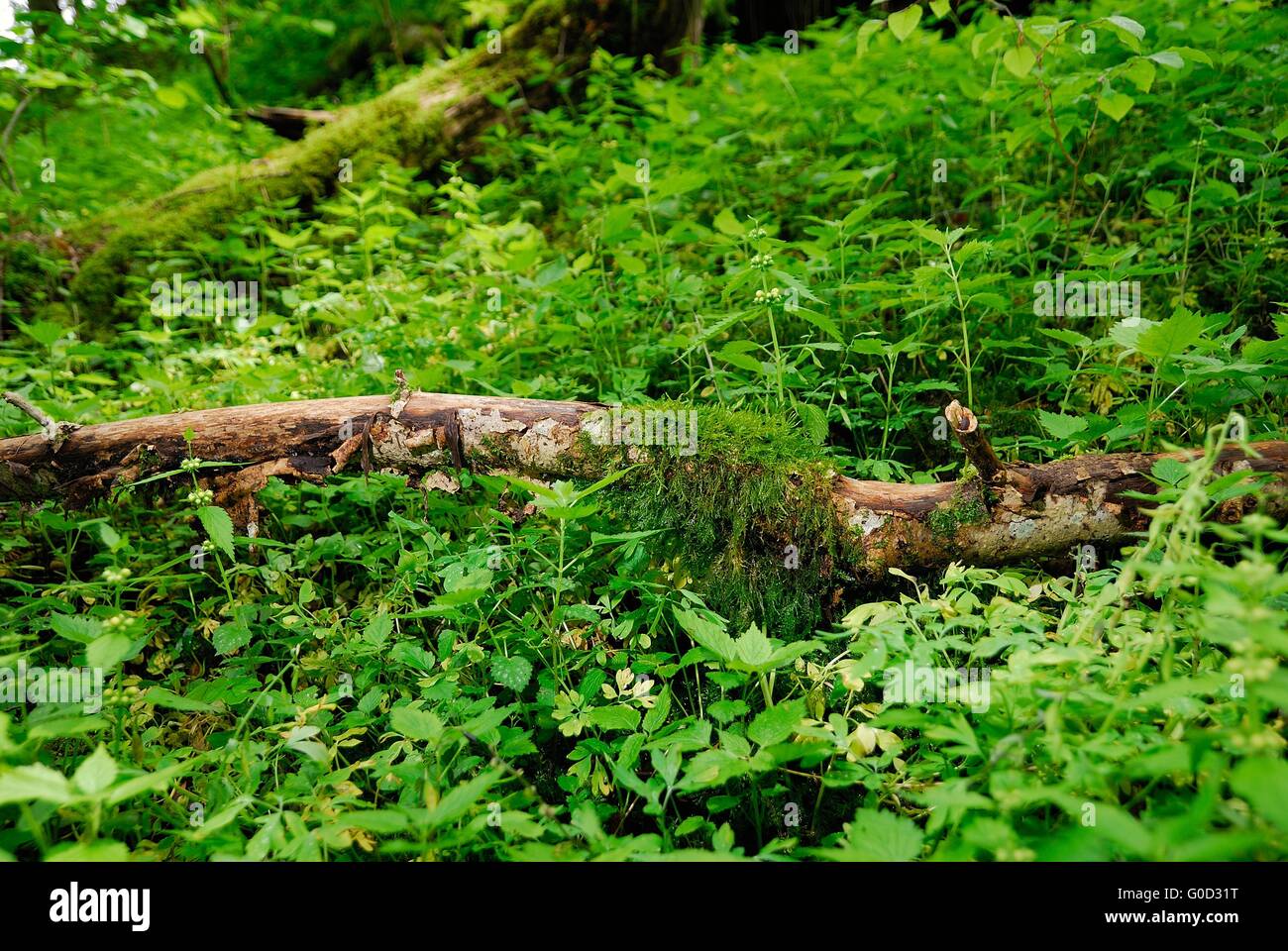 Legno in una foresta di aree inondabili Foto Stock
