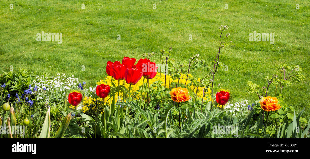 Tulipani nel giardino di primavera Foto Stock