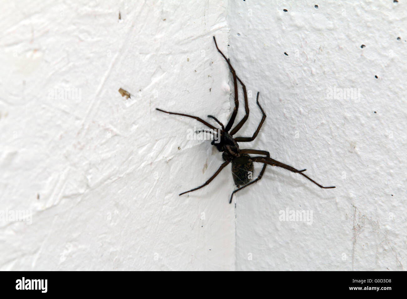 Eratigena atrica, casa gigante spider Foto Stock