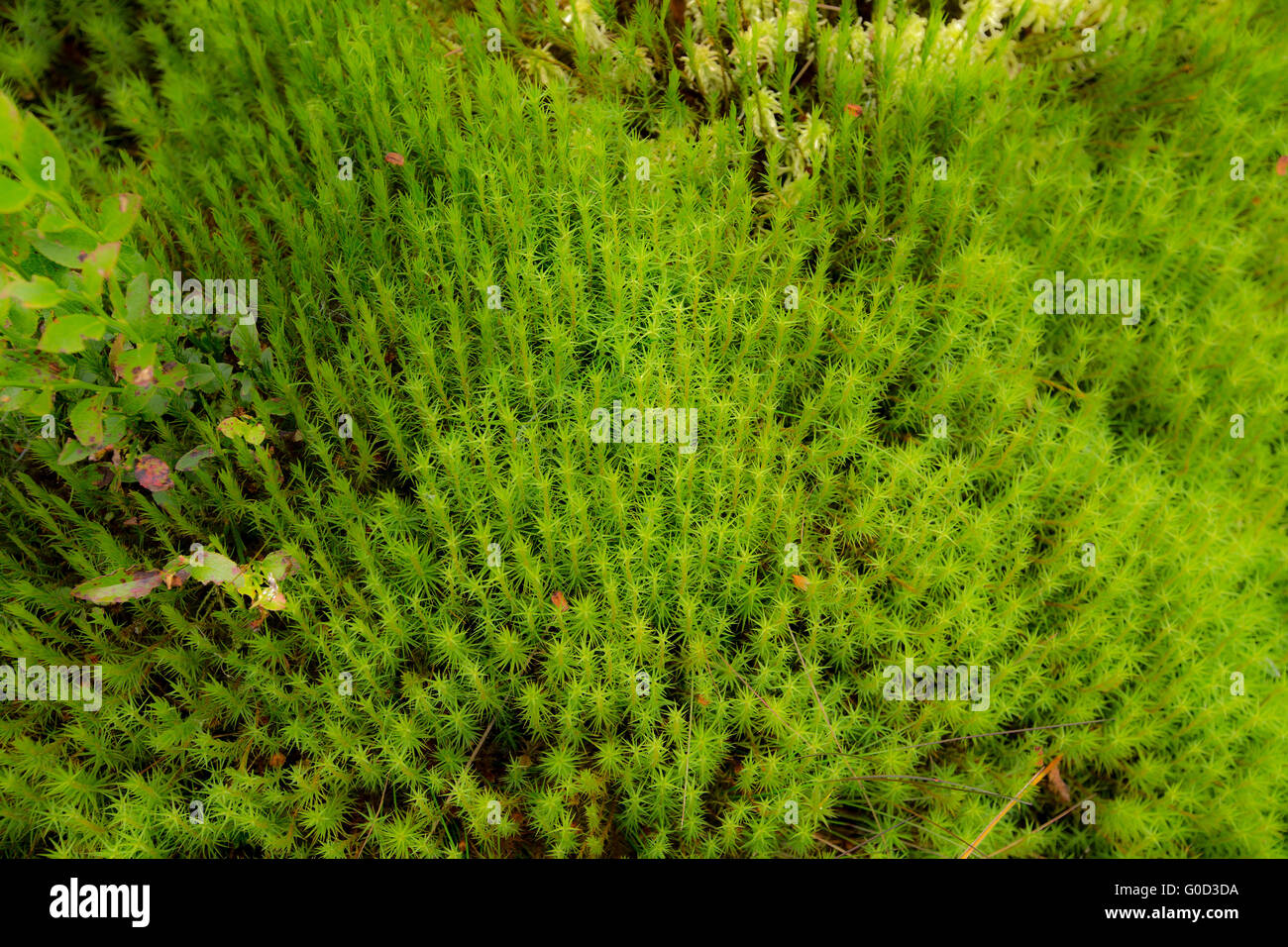 Sphagnum moss Castello o'er boschi Scozia Scotland Foto Stock