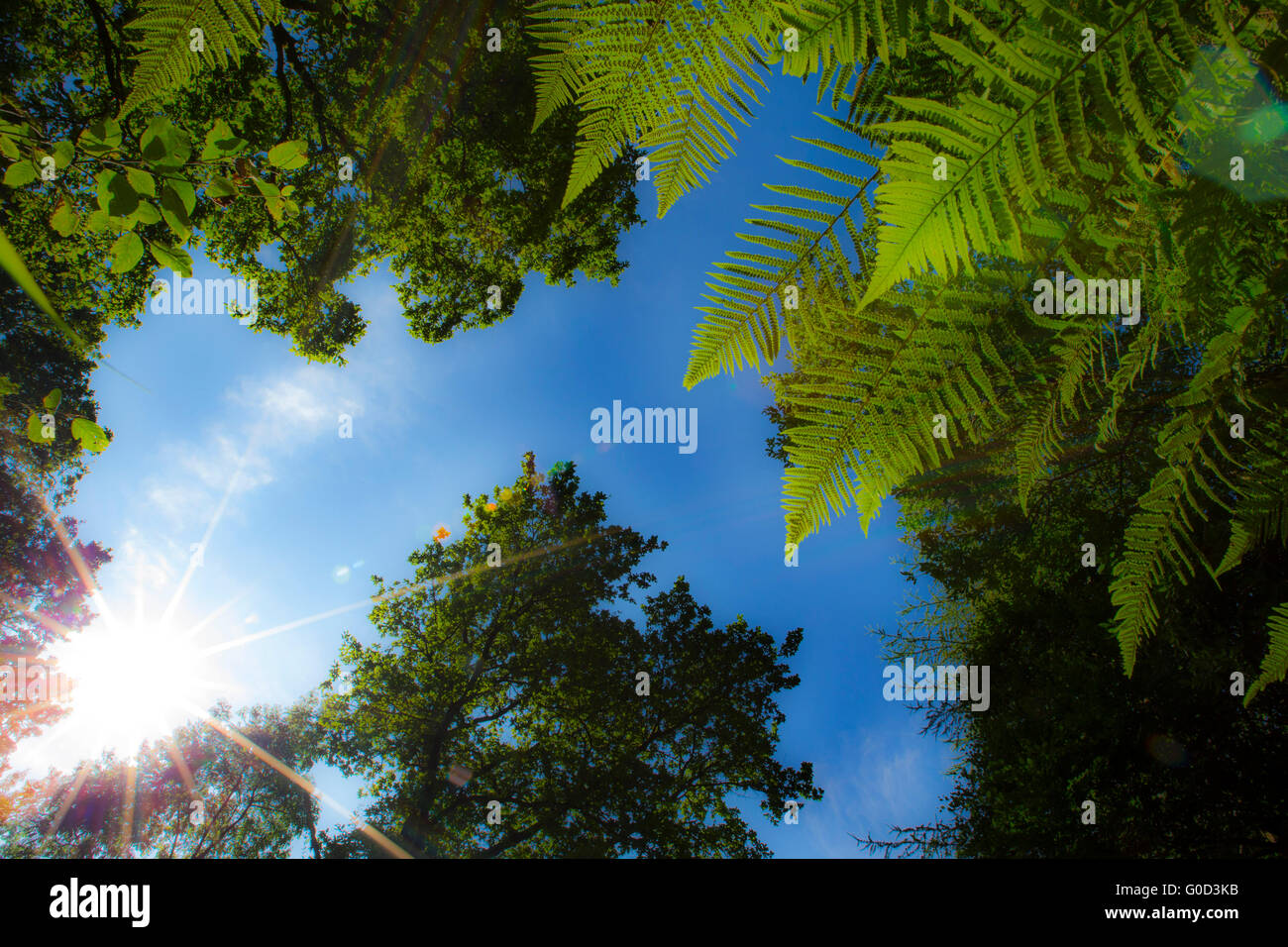 Felci e alberi contro il cielo blu Craigieburn Forest Foto Stock