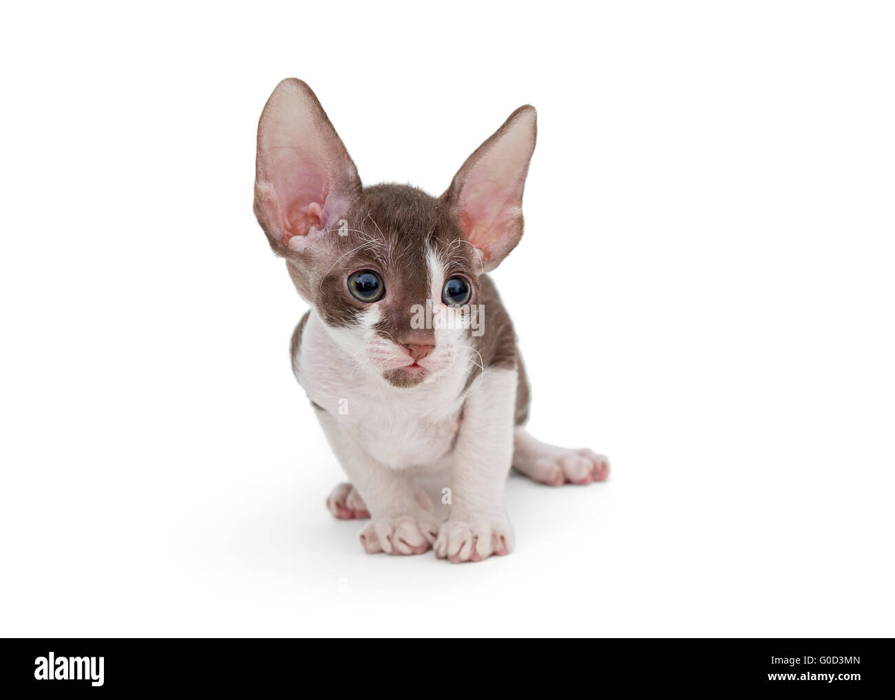 Gattino Cornish Rex, isolato su bianco Foto Stock