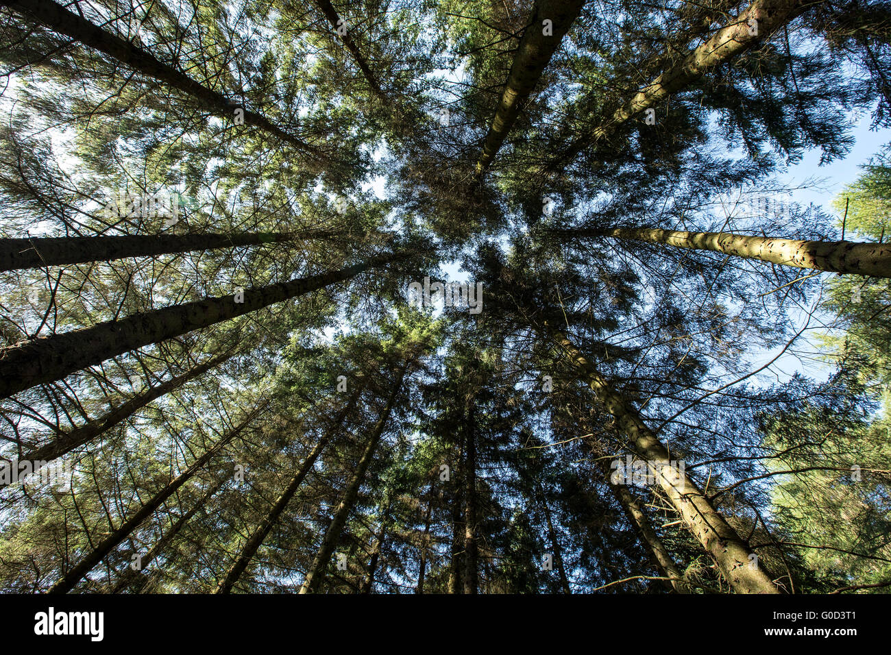 Albero canopy Craigieburn forest visto dal di sotto Foto Stock