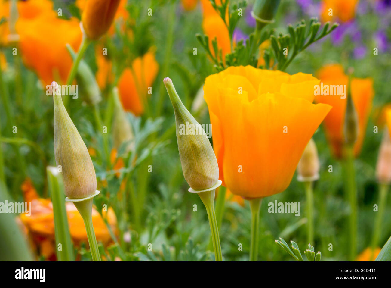 California poppy (Eschscholzia californica) Foto Stock