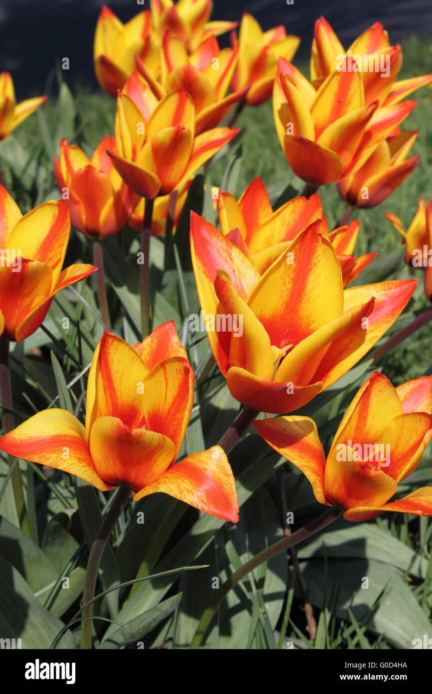 Tulipani Fireleaf Foto Stock