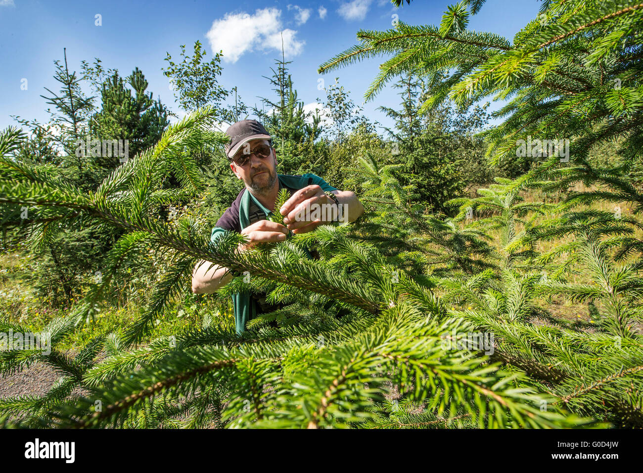 Forester al lavoro nei boschi Fauldhouse Scozia Scotland Foto Stock
