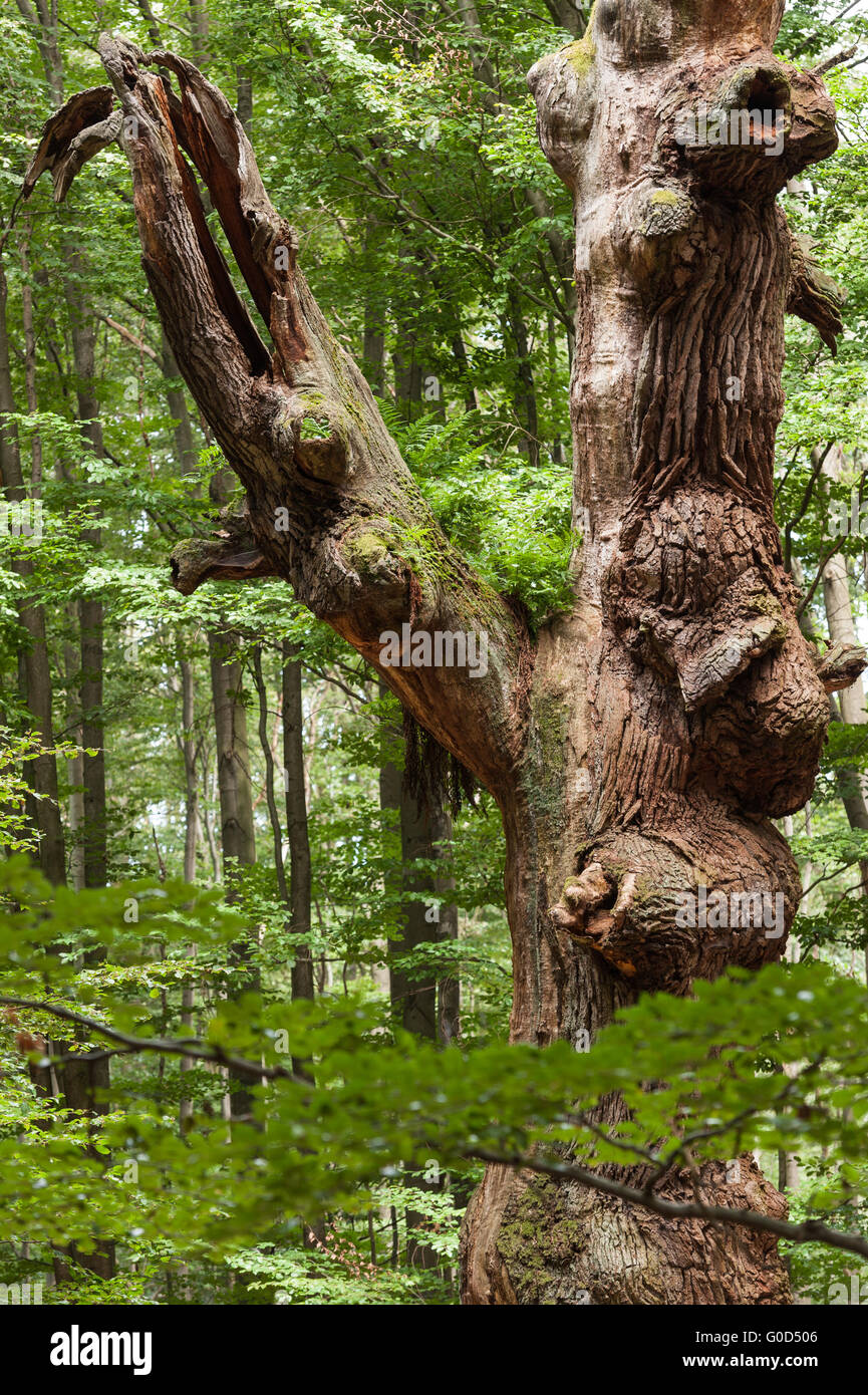 Foresta Sababurg in Germania Foto Stock