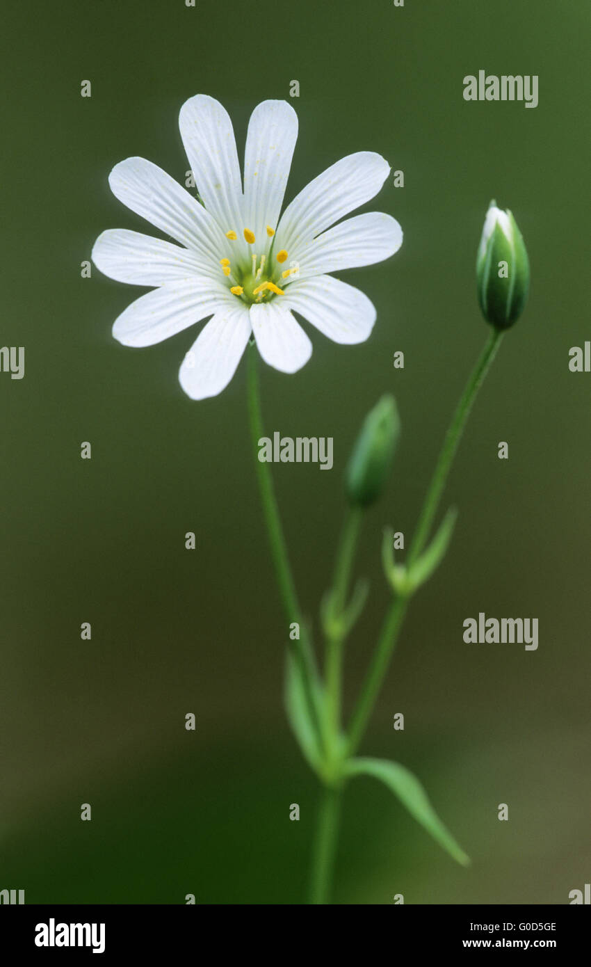 Maggiore Stitchwort è un importante stabilimento alimentare Foto Stock