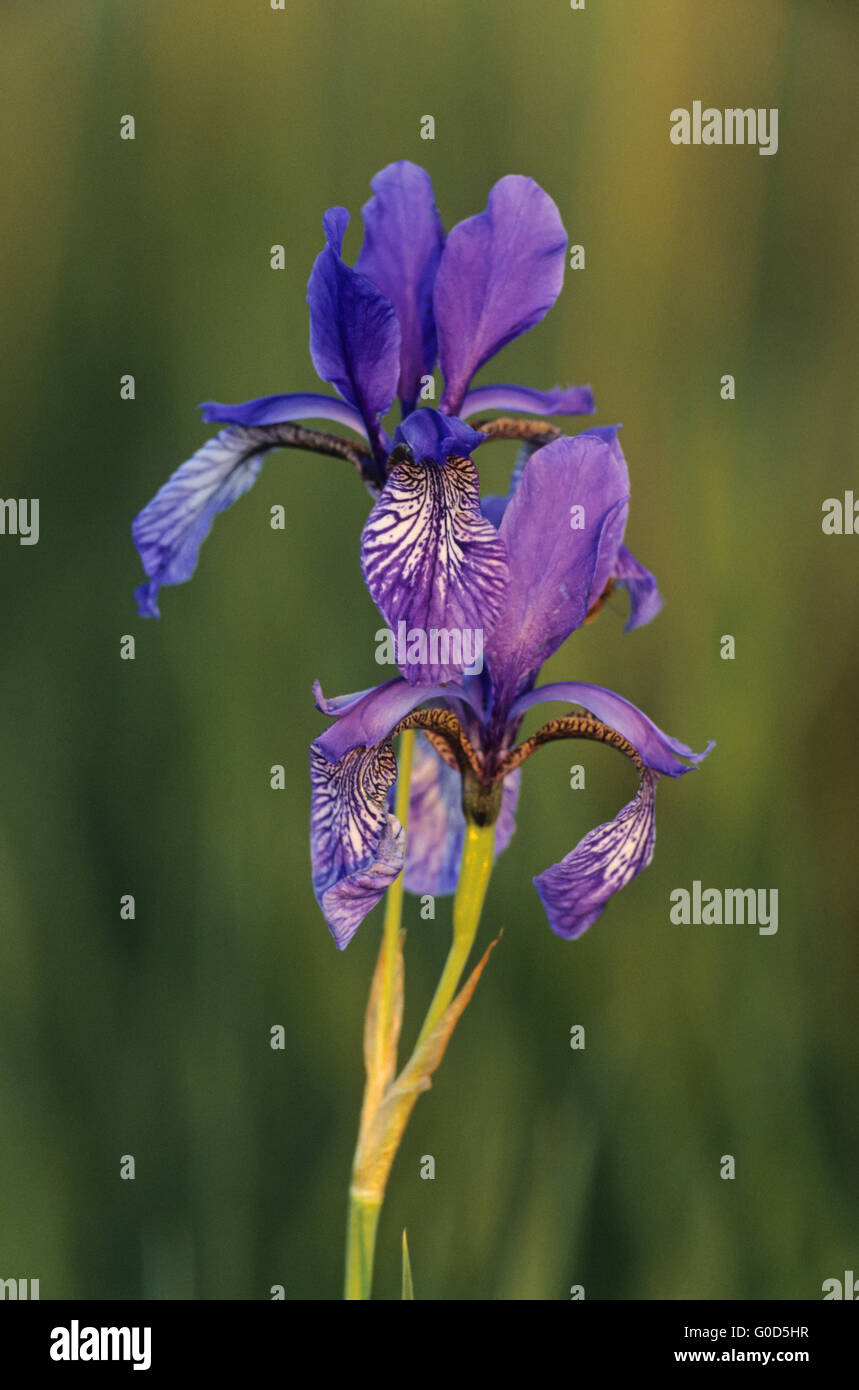 Siberian Iris cresce su prati umidi Foto Stock