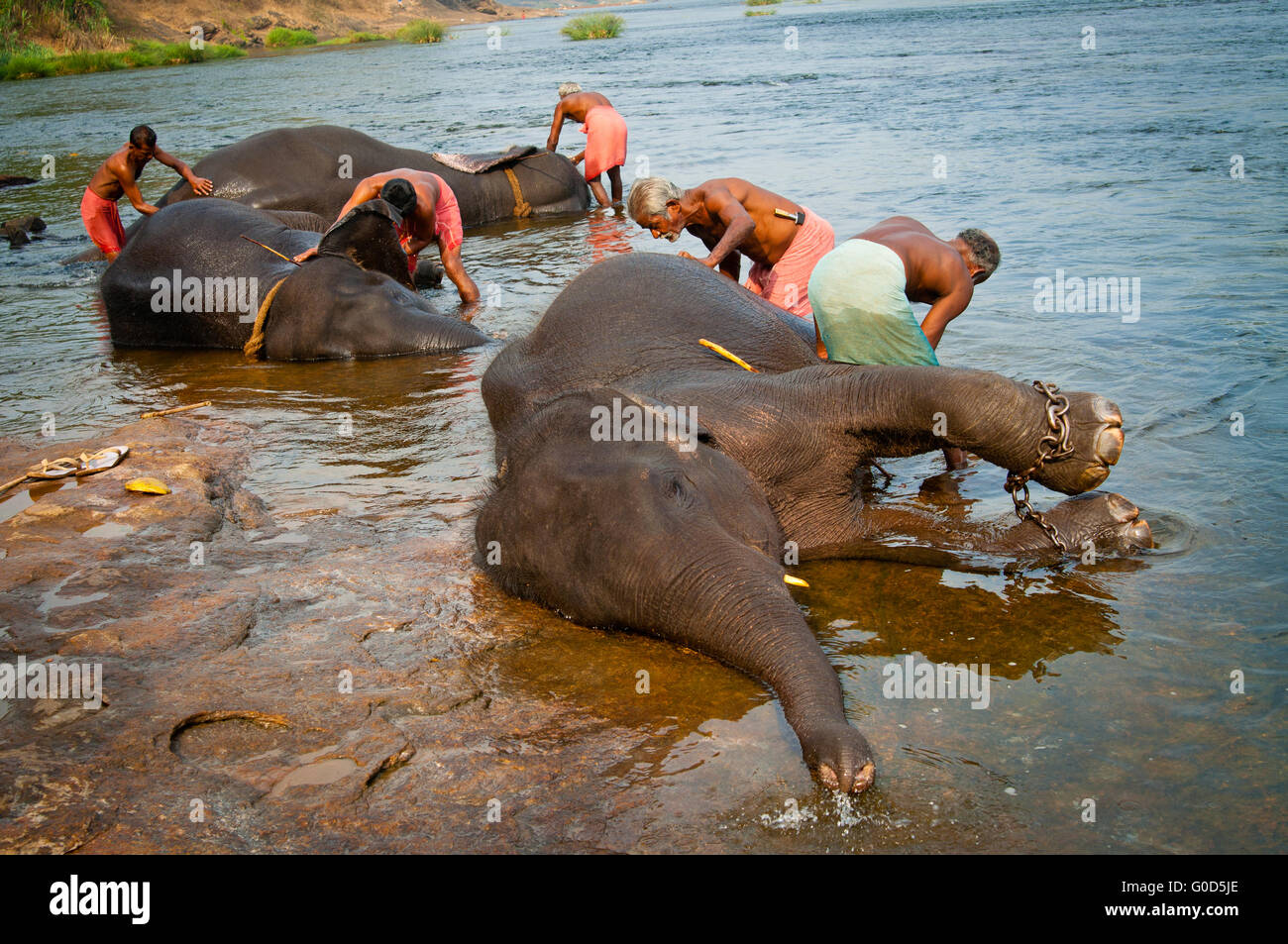 Istruttori di elefanti di balneazione dal santuario vicino a Ernakulam Foto Stock