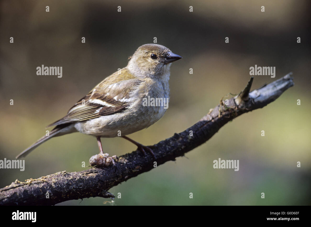 Comune di fringuello femmina adulta si siede su un ramo Foto Stock