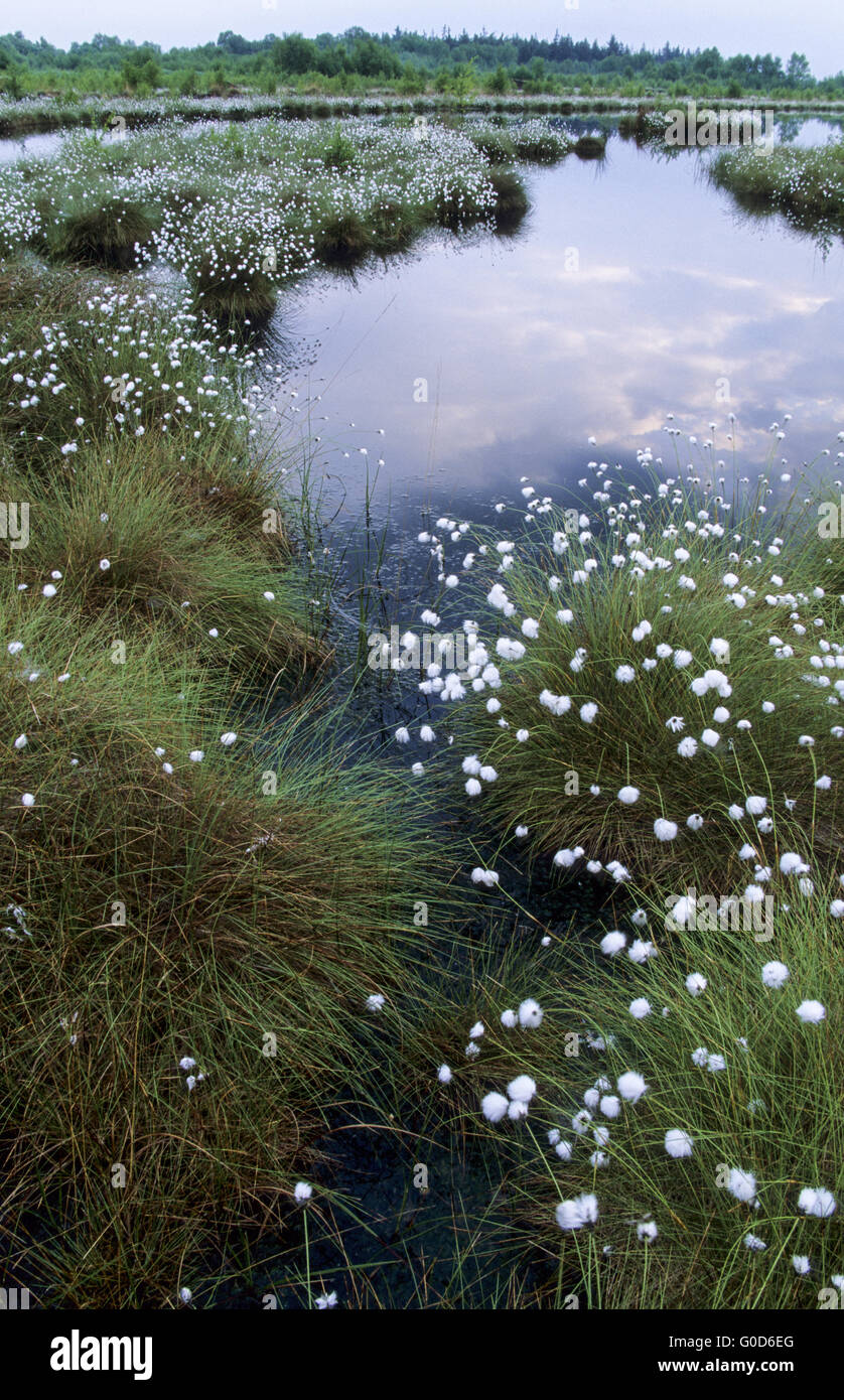 Tussock Cottongrass e le nuvole si riflette in un lago Foto Stock
