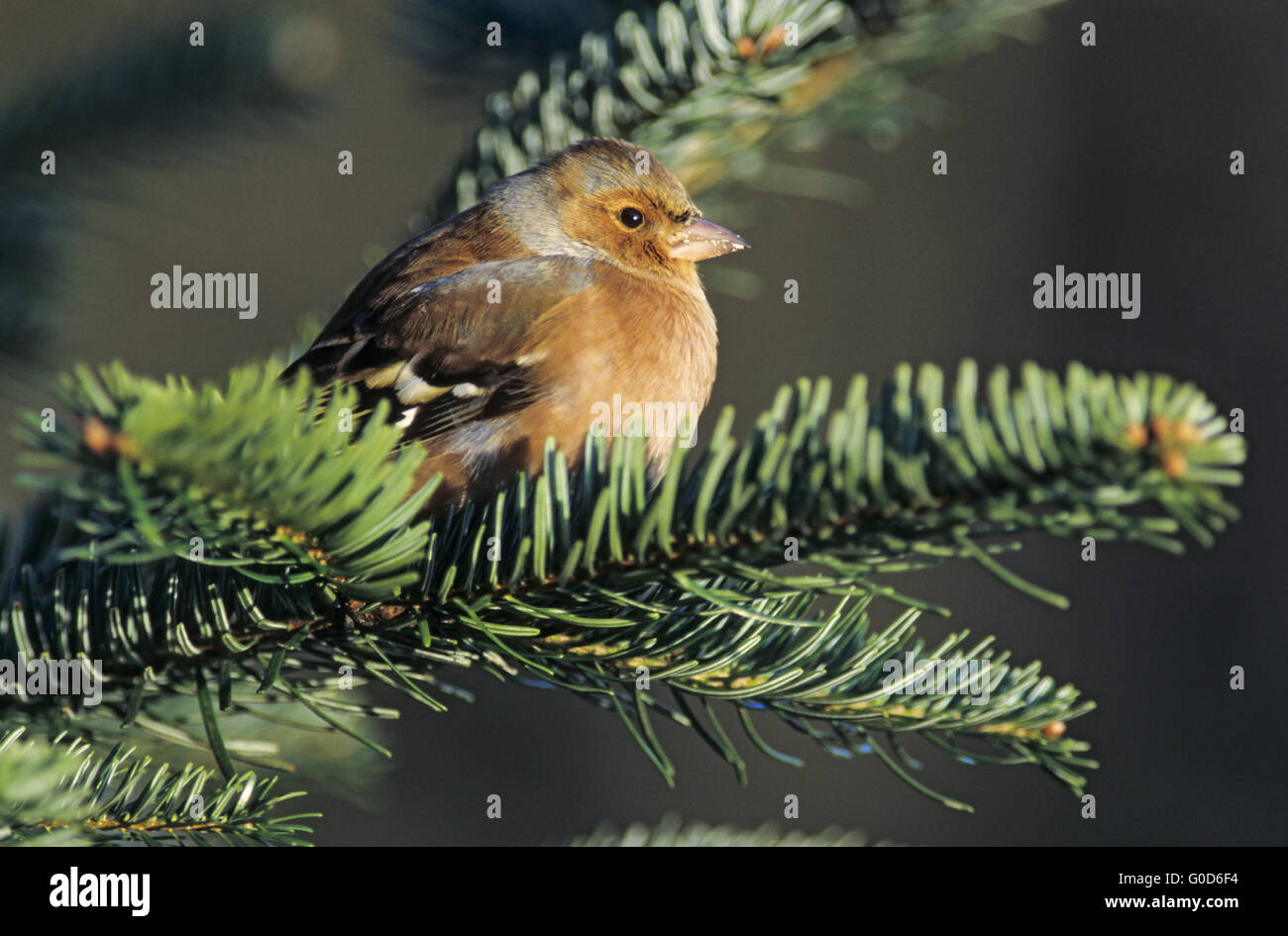 Comune di fringuello maschio adulto nel piumaggio di base Foto Stock