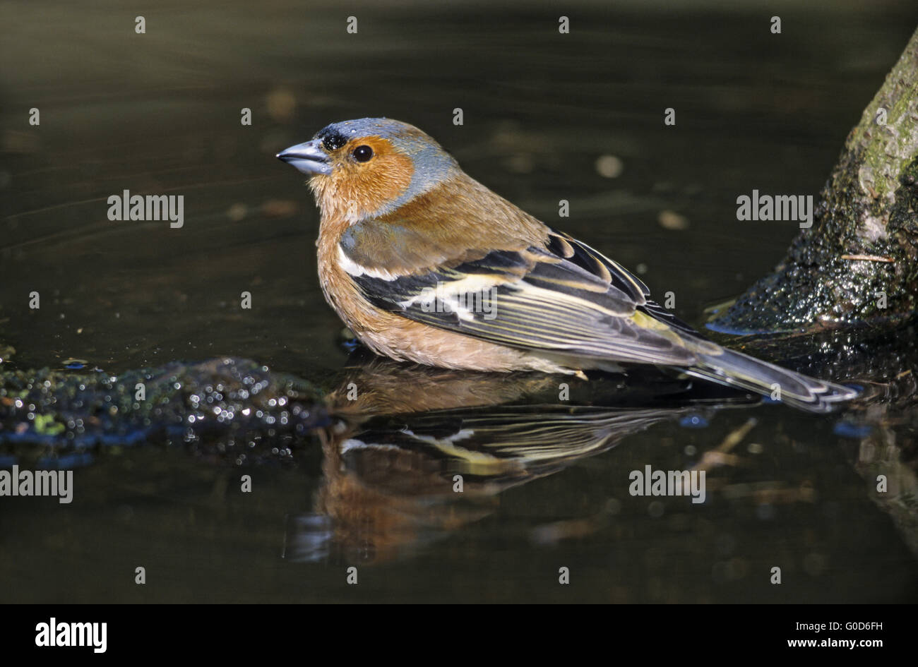 Comune di fringuello maschio adulto nel piumaggio di allevamento Foto Stock