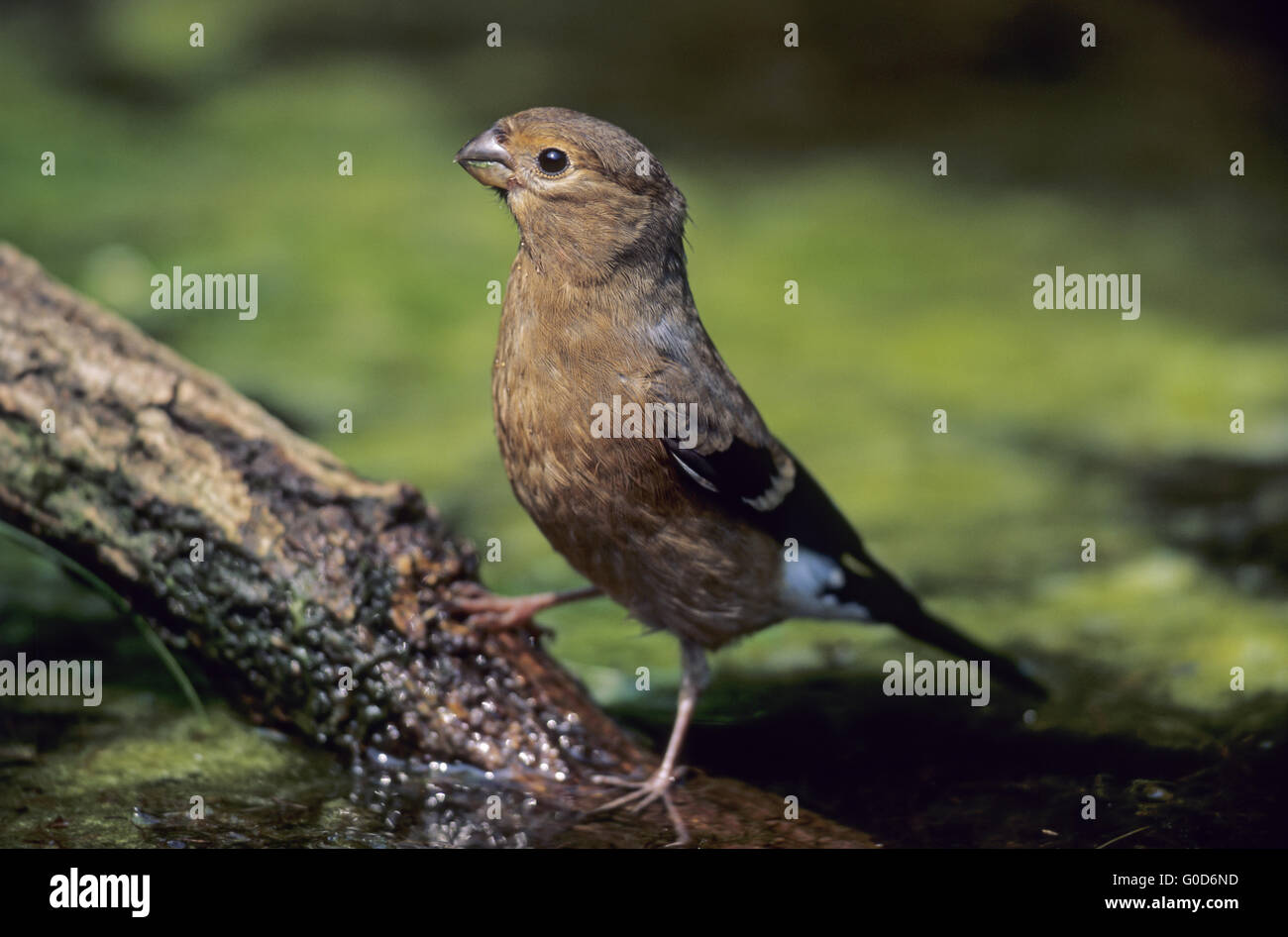 Uccellino Bullfinch bevande acqua a un punto bagnato Foto Stock