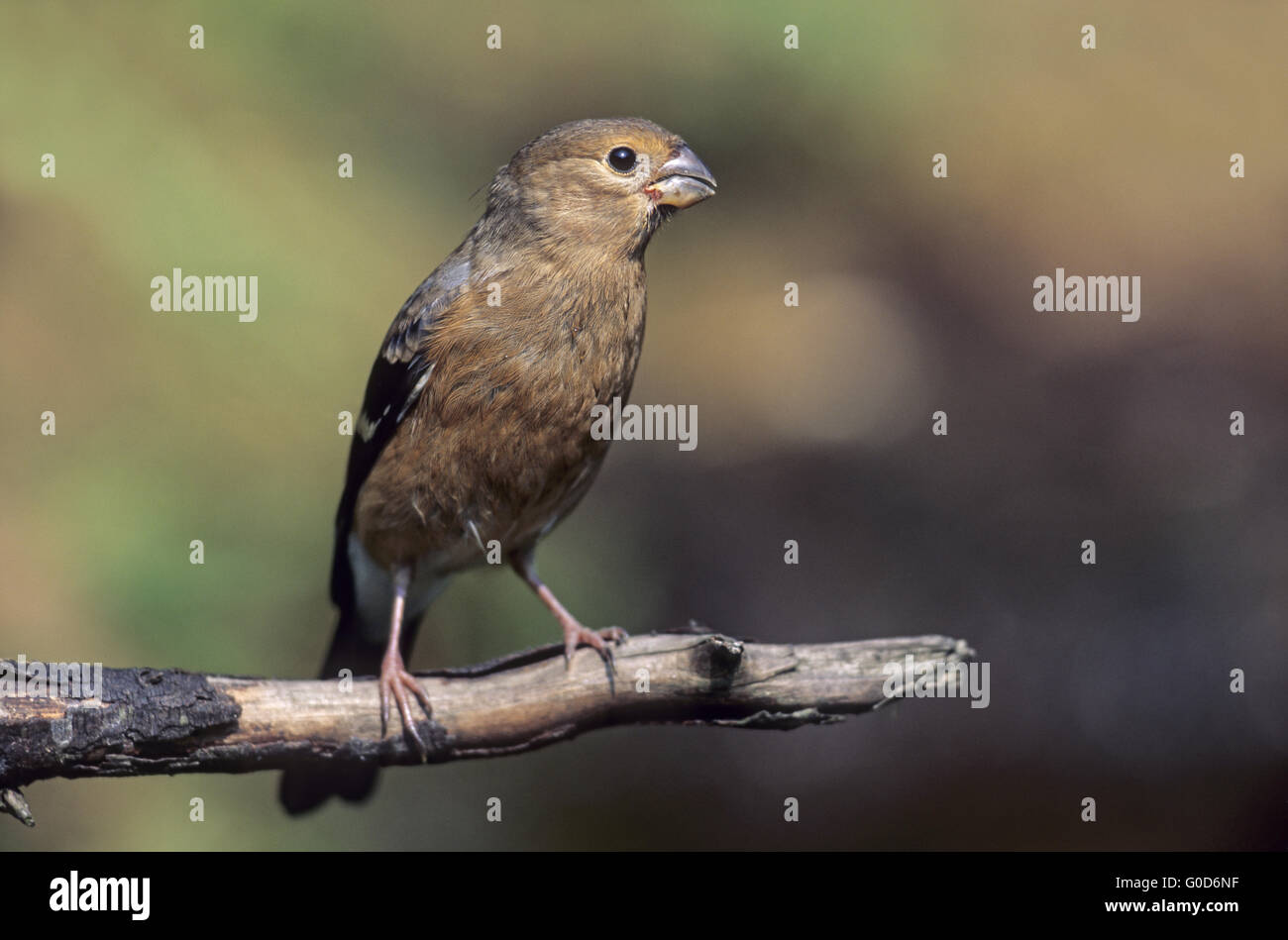 Uccellino Bullfinch siede su un ramo Foto Stock