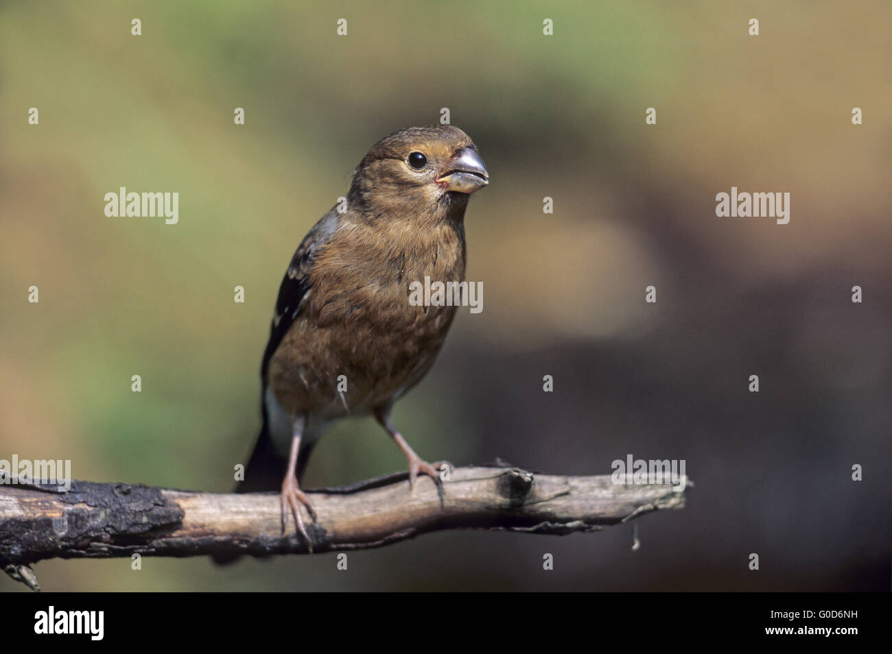 Uccellino Bullfinch siede su un ramo Foto Stock