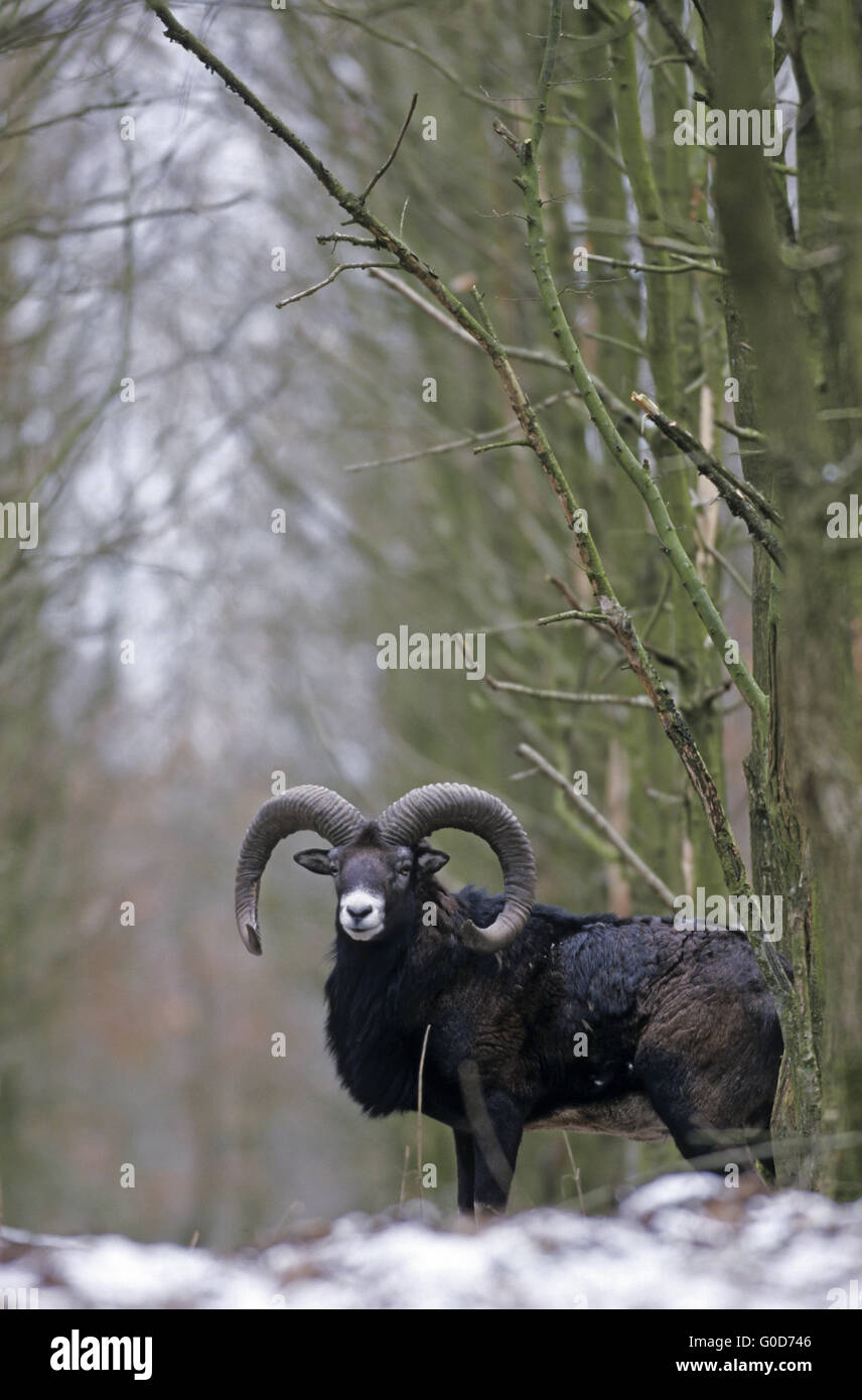 Muflone ram sorge in un nevoso foresta coperta Foto Stock