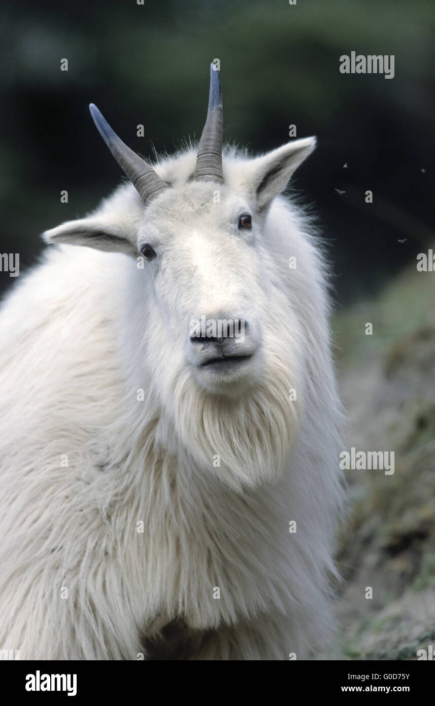 Capre di montagna billie sorge su una roccia rifugio Foto Stock