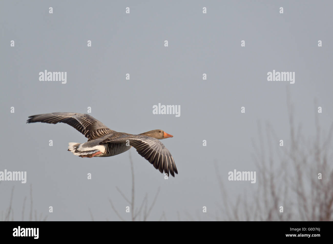 Oca Graylag ha una forte chiamata cackling Foto Stock